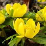 Bulbi Eranthis Cilicica marime 5+ - Aconitul de iarna - pachet 3 bucati (Livrarea dupa 10 Septembrie) - imagine 2