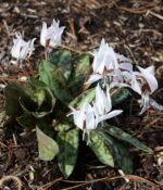 Erythronium Dens Canis 'Snow Flake' - Crin de Ghetar sau Crin Pastrav - 1 bulb (Livrarea dupa 10 Septembrie) - imagine 2