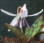 Erythronium Dens Canis 'Snow Flake' - Crin de Ghetar sau Crin Pastrav - 1 bulb (Livrarea dupa 10 Septembrie) - imagine 3