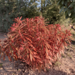 Planta perena vesnic verde Euphorbia Ascott Rainbow la ghiveci P11 - H 20-25 cm - imagine 2