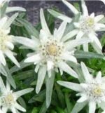 Floare de colt - Leontopodium alpinum la ghiveci P9 (Livrarea dupa 10 Septembrie) - imagine 2