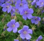 Muscata perena de gradina - Geranium himalayense „Gravetye” - la ghiveci P9