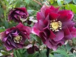 Spanz - Helleborus Orientalis Double Ellen Red cu frunzis vesnic verde la ghiveci P9 - imagine 2