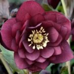 Spanz - Helleborus Orientalis Double Ellen Red cu frunzis vesnic verde la ghiveci P9
