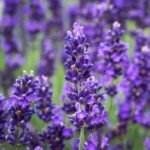 Lavandula Angustifolia Hidcote - lavanda la ghiveci P9.5