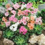 Lewisia mix culori - Planta suculenta cu flori la ghiveci  P9