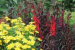 Lobelia fulgens „Regina Victoria” (Floarea Cardinală) la ghiveci P9 - imagine 2