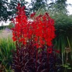Lobelia fulgens „Regina Victoria” (Floarea Cardinală) la ghiveci P9 - imagine 3