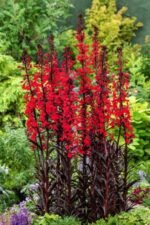 Lobelia fulgens „Regina Victoria” (Floarea Cardinală) la ghiveci P9
