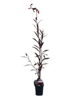 Lobelia fulgens „Regina Victoria” (Floarea Cardinală) la ghiveci P9 - imagine 4