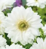 Anemone coronaria „Mount Everest” - pachet 10 bulbi marime 5+ (Livrarea dupa 10 Septembrie) - imagine 2