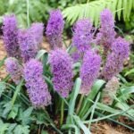 Bulbi Muscari Plumosum sau Zambila de Struguri - pachet 5 bucati marime 6+(Livrarea dupa 10 Septembrie) - imagine 2