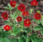 Potentilla Atrosanguinea Rosie (Dark Crimson Cinquefoil) la ghiveci P9