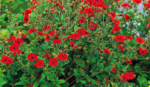 Potentilla Atrosanguinea Rosie (Dark Crimson Cinquefoil) la ghiveci P9 - imagine 2
