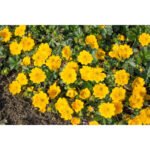 Potentilla neumanniana galbena la ghiveci P9 - imagine 4