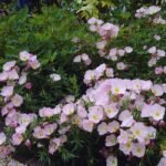 Luminita de Seara - Oenothera speciosa 'Siskiyou' (Evening Primrose) la ghiveci P9 - imagine 3