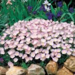 Luminita de Seara - Oenothera speciosa 'Siskiyou' (Evening Primrose) la ghiveci P9 - imagine 2