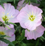 Luminita de Seara - Oenothera speciosa 'Siskiyou' (Evening Primrose) la ghiveci P9