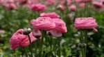 Piciorul Cocosului Roz - Ranunculus asiaticus Pink Buttercup - pachet 10 rizomi marime 6/7 (Livrarea dupa 10 Septembrie) - imagine 3