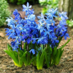 Scilla Campanulata Albastra - Clopotel Spaniol - pachet 3 bulbi marime 5/7 (Livrarea dupa 10 Septembrie) - imagine 2