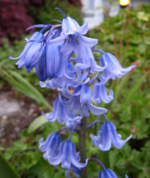Scilla Campanulata Albastra - Clopotel Spaniol - pachet 3 bulbi marime 5/7 (Livrarea dupa 10 Septembrie)