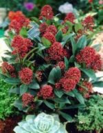 Skimmia Japonica Rubella - planta perena cu frunzis persistent la ghiveci 'P11, H 20-25 cm