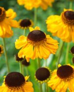 Helenium bigelovii 'The Bishop' - Floarea Helenei la ghiveci P9