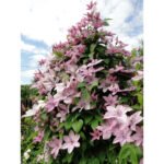 Clematita Hagley Hybrid la ghiveci C2, H  70-80 cm - imagine 2