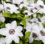 Clematita Miss Bateman la ghiveci C2, H 70-80 cm