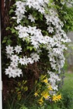 Clematita Miss Bateman la ghiveci C2, H 70-80 cm - imagine 2