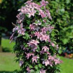 Clematita Hagley Hybrid la ghiveci C2, H  70-80 cm - imagine 3