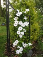 Clematita Miss Bateman la ghiveci C2, H 70-80 cm - imagine 3