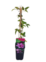 Clematita Hagley Hybrid la ghiveci C2, H  70-80 cm - imagine 4