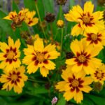 Coreopsis grandiflora 'Sonnenkind' la ghiveci P9, H 5 -10 cm