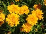 Coreopsis grandiflora 'Early Sunrise' la ghiveci P9, H 5  cm - imagine 3