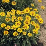 Coreopsis grandiflora 'Sonnenkind' la ghiveci P9, H 5 -10 cm - imagine 2