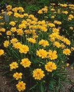 Coreopsis grandiflora 'Early Sunrise' la ghiveci P9, H 5  cm - imagine 4