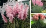 Cortaderia selloana 'Rosea' - Iarba de Pampas Roz la ghiveci P9 (Livrarea dupa 10 Septembrie)