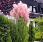 Cortaderia selloana 'Rosea' - Iarba de Pampas Roz la ghiveci P9 (Livrarea dupa 10 Septembrie) - imagine 2