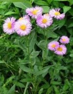 Erigeron Rosa Jewel - Margareta mexicană la ghiveci P9 - imagine 2
