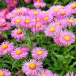 Erigeron Rosa Jewel - Margareta mexicană la ghiveci P9