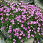 Erodium variabile Bishop's Form - planta acoperitoare de sol la ghiveci P9, H 5  cm - imagine 2