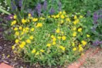 Helianthemum 'Golden Queen'- Trandafirul de piatra vesnic verde la ghiveci P9, H 5-10 cm - imagine 3