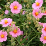 Helianthemum 'Ben Hope'- Trandafirul de piatra vesnic verde la ghiveci P9