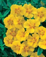 Helianthemum 'Golden Queen'- Trandafirul de piatra vesnic verde la ghiveci P9, H 5-10 cm