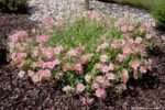 Helianthemum 'Ben Hope'- Trandafirul de piatra vesnic verde la ghiveci P9 - imagine 3