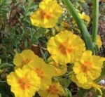 Helianthemum 'Golden Queen'- Trandafirul de piatra vesnic verde la ghiveci P9, H 5-10 cm - imagine 2