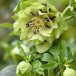 Spanz - Helleborus Orientalis Double Ellen Green cu frunzis vesnic verde la ghiveci P9, H 10-15 (Livrarea dupa 10 Septembrie)