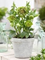 Spanz - Helleborus Orientalis Double Ellen Green cu frunzis vesnic verde la ghiveci P9, H 10-15 (Livrarea dupa 10 Septembrie) - imagine 2