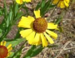 Helenium bigelovii 'The Bishop' - Floarea Helenei la ghiveci P9 - imagine 3